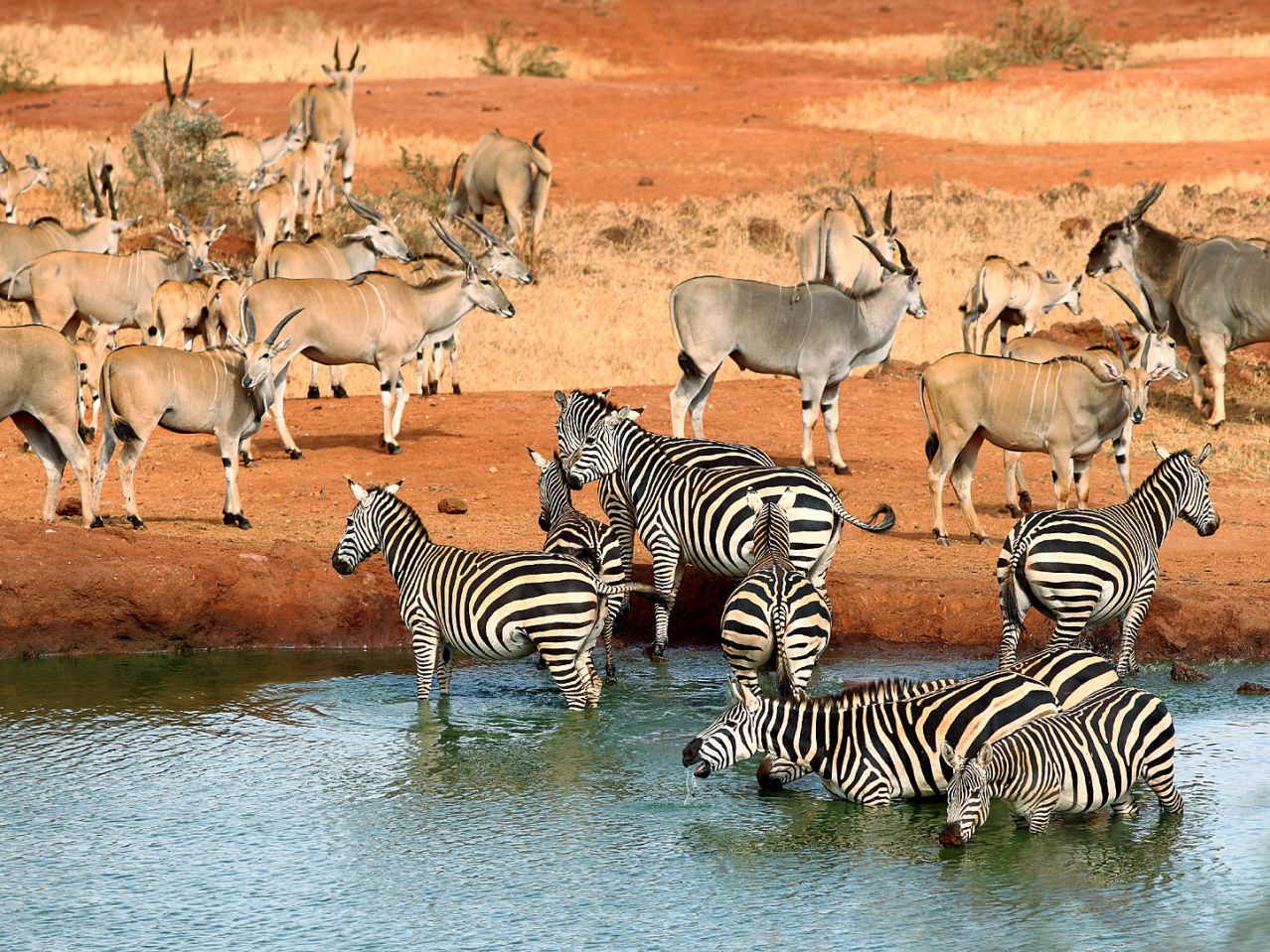 Tsavo National Park safari Big Five wildlife